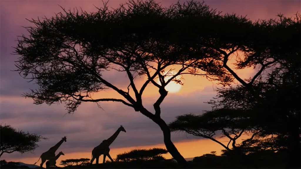 Luxury Safaris in Africa: The Best Destinations for 2025